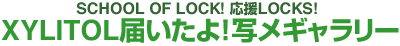 XYLITOL�͂�����! �ʃ�