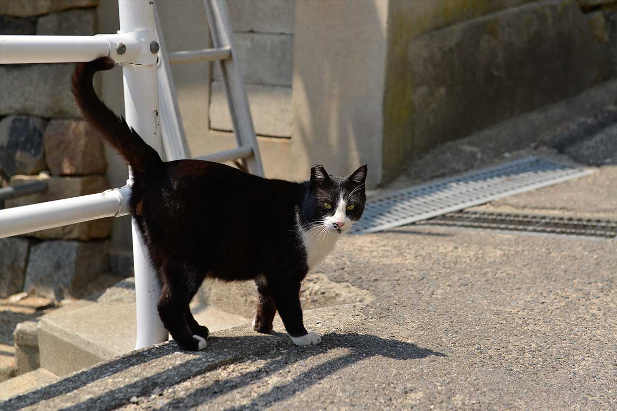 マンガ家・ヤマザキマリの瀬戸内紀行「男木島、女木島、直島。猫と島と 