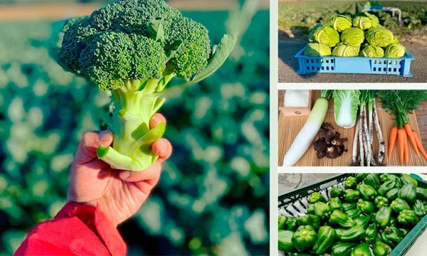 「旬の野菜の詰め合わせ」をプレゼント！